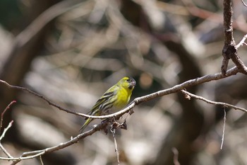 マヒワ 21世紀の森と広場(千葉県松戸市) 2021年2月23日(火)