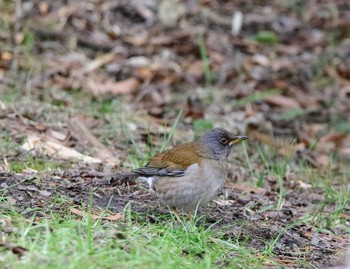 Pale Thrush 牧野が池公園 Thu, 1/19/2017