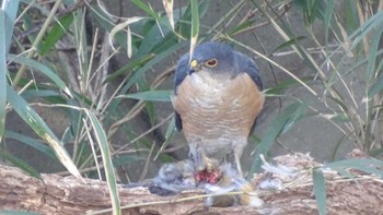 Japanese Sparrowhawk Unknown Spots Thu, 2/25/2021