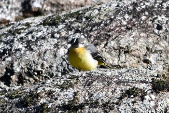 Grey Wagtail 王滝渓谷 Wed, 2/24/2021