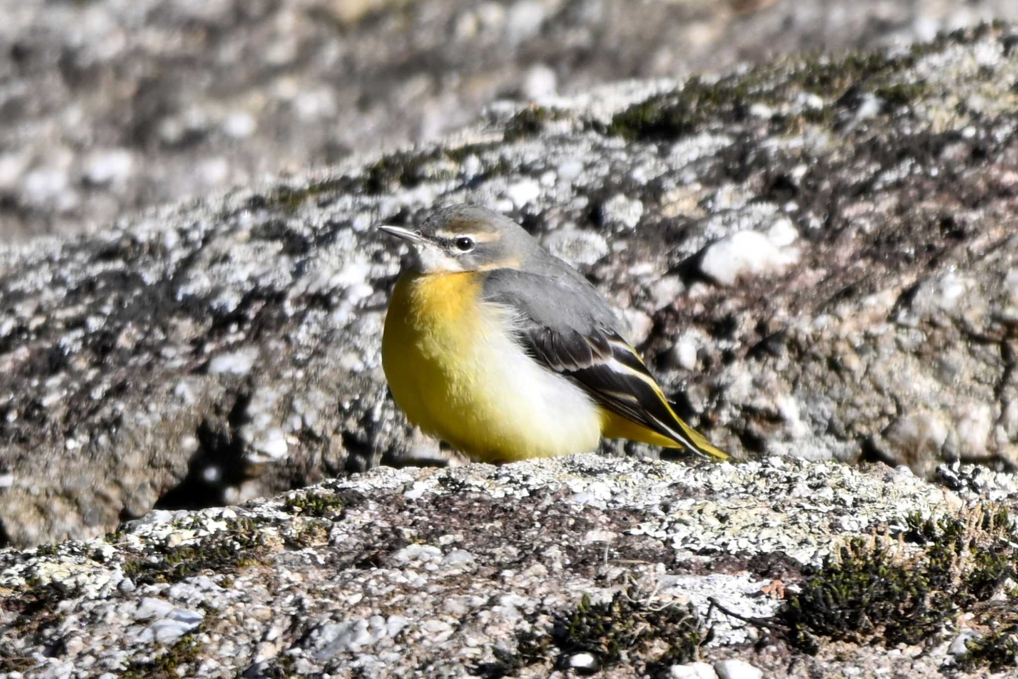 Photo of Grey Wagtail at 王滝渓谷 by ポッちゃんのパパ