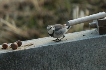 White Wagtail 岐阜市 Sat, 2/20/2021