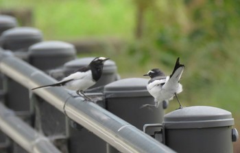 セグロセキレイ 兵庫県 2020年10月5日(月)