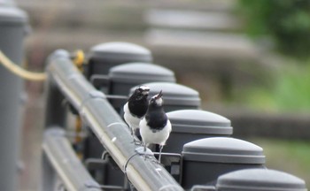 セグロセキレイ 兵庫県 2020年10月5日(月)