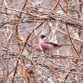 Siberian Long-tailed Rosefinch 再度山 Thu, 2/11/2021