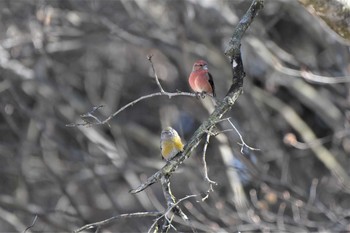 2021年2月25日(木) 埼玉県民の森の野鳥観察記録