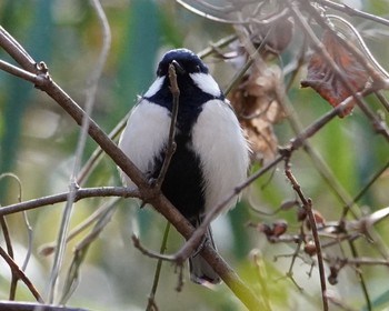 シジュウカラ 長池公園 2021年2月23日(火)