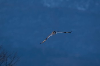 コミミズク 長野県 2017年1月19日(木)