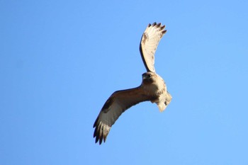 Eastern Buzzard 守谷市 Tue, 2/23/2021