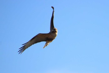 Eastern Buzzard 守谷市 Tue, 2/23/2021