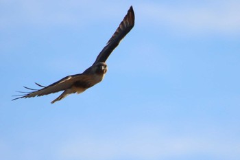 Eastern Buzzard 守谷市 Tue, 2/23/2021