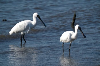 クロツラヘラサギ 葛西臨海公園 2021年2月19日(金)