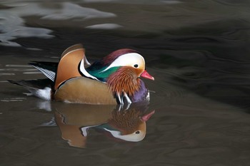 2021年1月29日(金) 清水公園(千葉県野田市)の野鳥観察記録