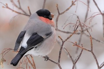 Eurasian Bullfinch Asahiyama Memorial Park Unknown Date