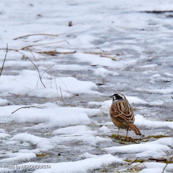 Meadow Bunting 再度山 Thu, 2/11/2021