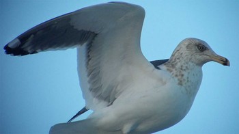 オオセグロカモメ 大洗 撮影日未設定