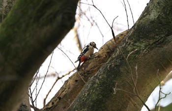 Sat, 2/13/2021 Birding report at Shimizu Park(Chiba, Noda)