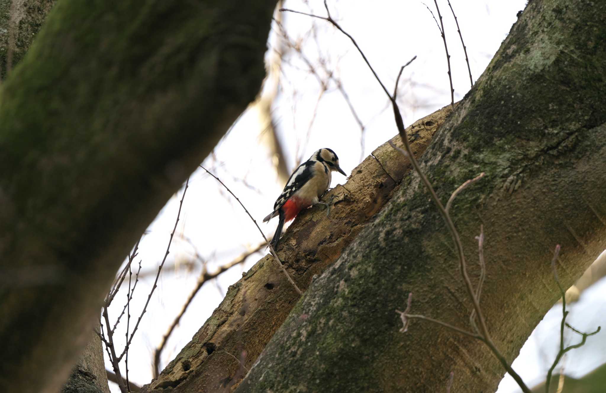 Photo of Great Spotted Woodpecker at Shimizu Park(Chiba, Noda) by エバーラスティン