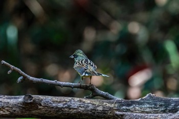 Masked Bunting 山口県下関市 Sun, 2/21/2021