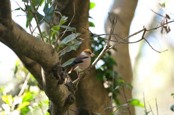 2021年2月5日(金) 水元公園の野鳥観察記録