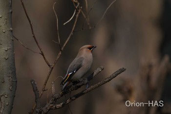 Bohemian Waxwing 東京都多摩地域 Thu, 2/25/2021