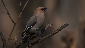 Bohemian Waxwing 東京都多摩地域 Thu, 2/25/2021