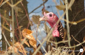 Wild Turkey カナダ、ケベック州 Fri, 3/13/2020