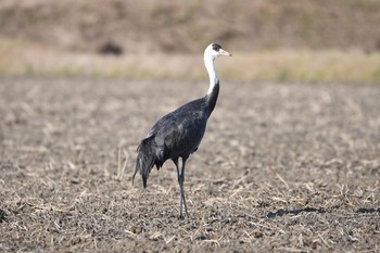 Hooded Crane 愛知県弥富市 Thu, 12/29/2016