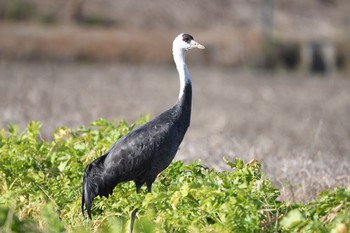 ナベヅル 愛知県弥富市 2016年12月29日(木)