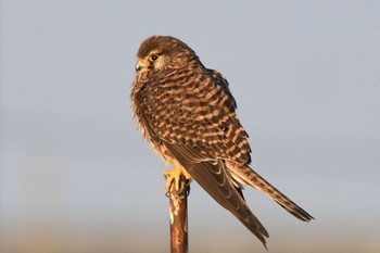 Common Kestrel 愛知県弥富市 Thu, 12/29/2016