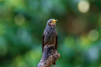 Brown-eared Bulbul 山口県下関市 Sun, 2/21/2021