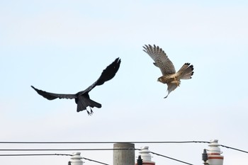 チョウゲンボウ 愛知県弥富市 2016年12月29日(木)