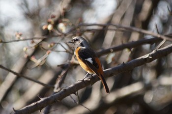 Daurian Redstart Unknown Spots Sun, 2/14/2021