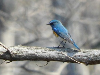 Red-flanked Bluetail 井頭公園 Sun, 2/21/2021