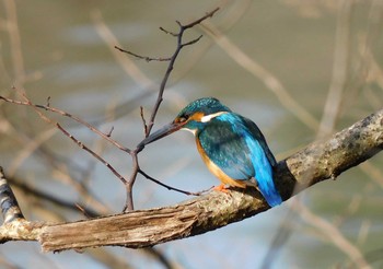 Common Kingfisher 井頭公園 Sun, 2/21/2021