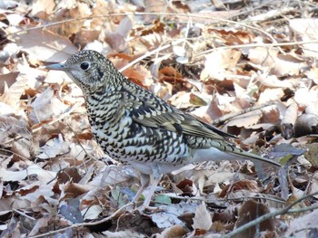 White's Thrush 井頭公園 Sun, 2/21/2021