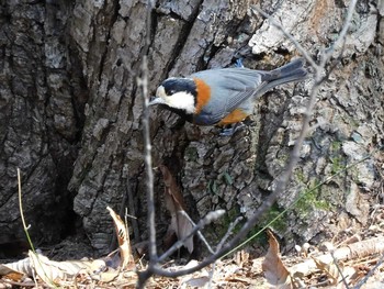 Varied Tit 井頭公園 Sun, 2/21/2021