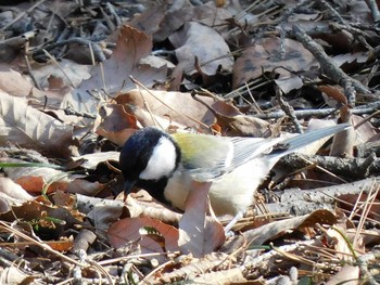 シジュウカラ 井頭公園 2021年2月21日(日)