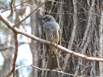 Brown-eared Bulbul 井頭公園 Sun, 2/21/2021