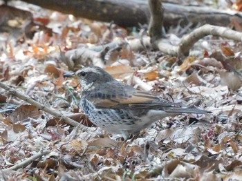 Dusky Thrush 井頭公園 Sun, 2/21/2021