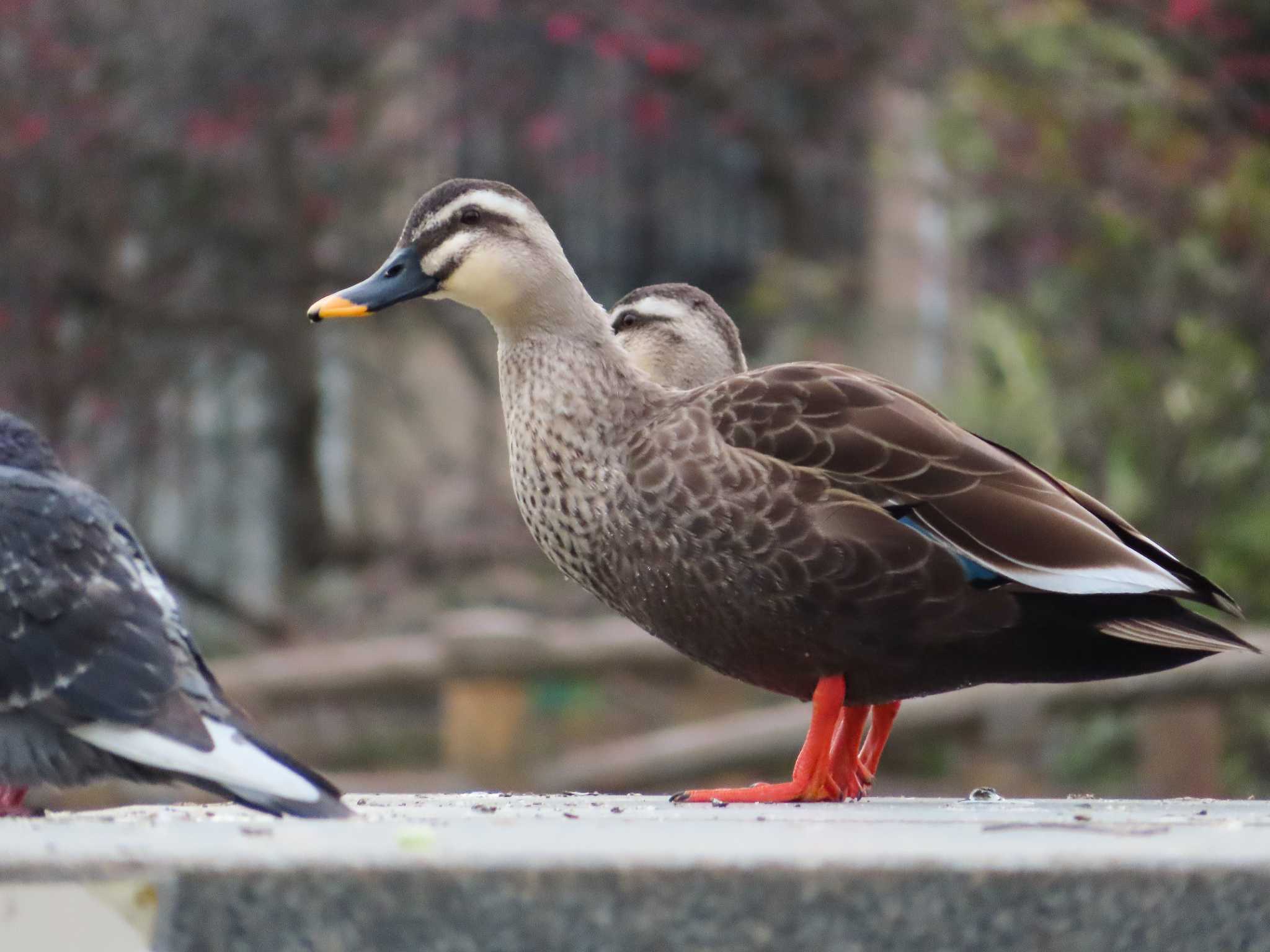 大池親水公園 カルガモの写真