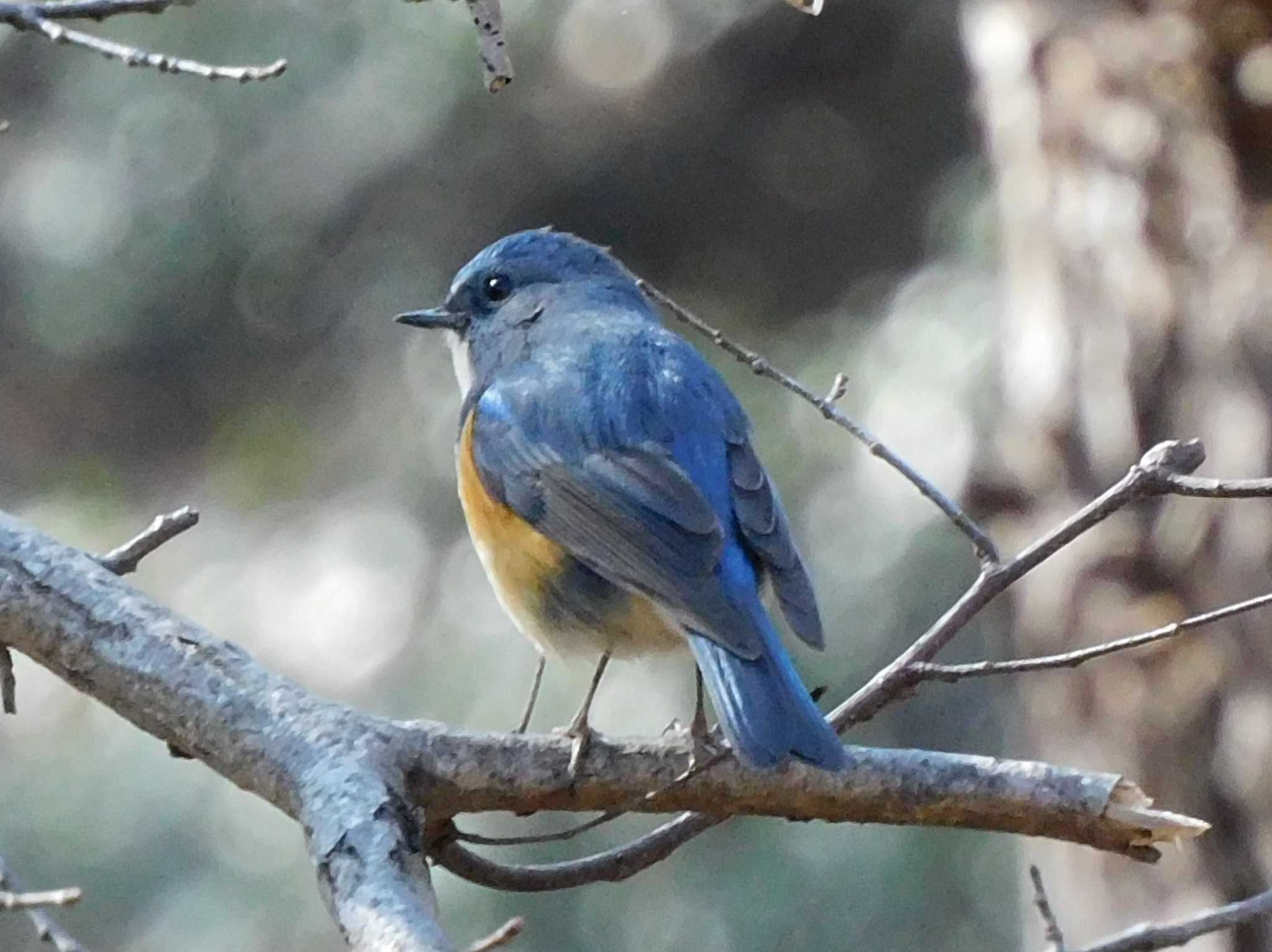 Red-flanked Bluetail