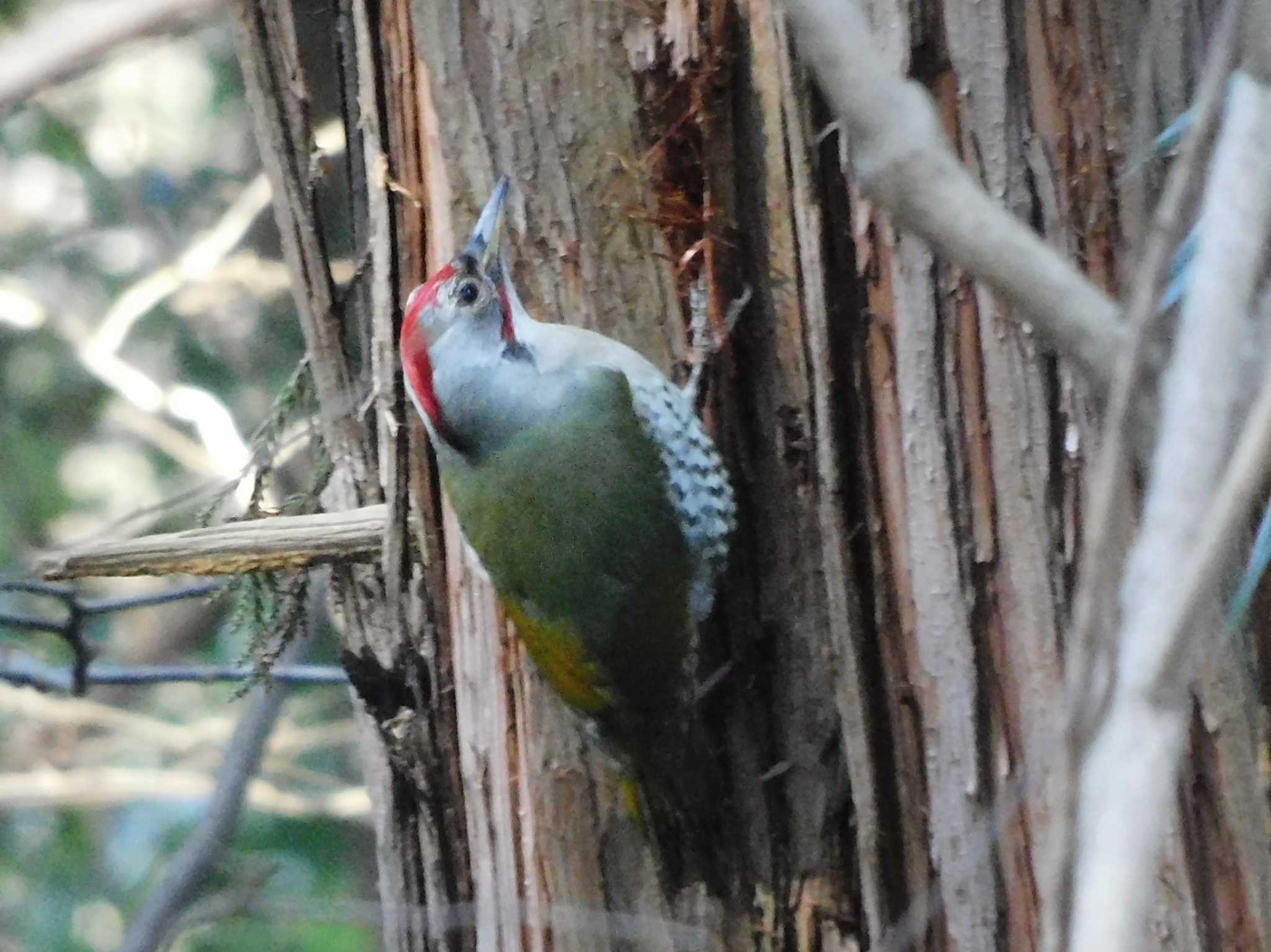 Japanese Green Woodpecker