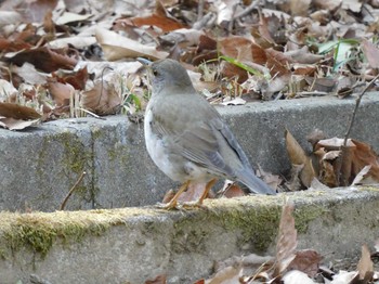 Pale Thrush 長岡公園(宇都宮市) Thu, 2/11/2021