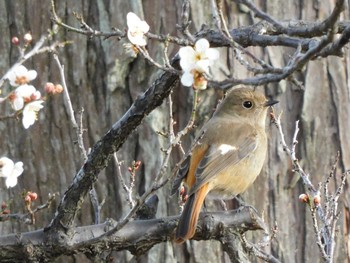 Daurian Redstart 井頭公園 Fri, 2/12/2021