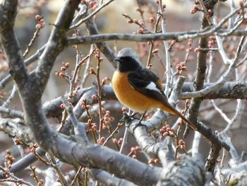 Daurian Redstart 井頭公園 Fri, 2/12/2021