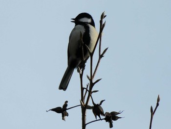 シジュウカラ 井頭公園 2021年2月12日(金)