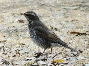 Dusky Thrush 井頭公園 Fri, 2/12/2021