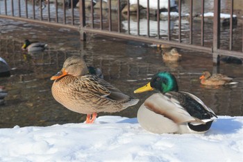 マガモ 中島公園 2021年2月23日(火)