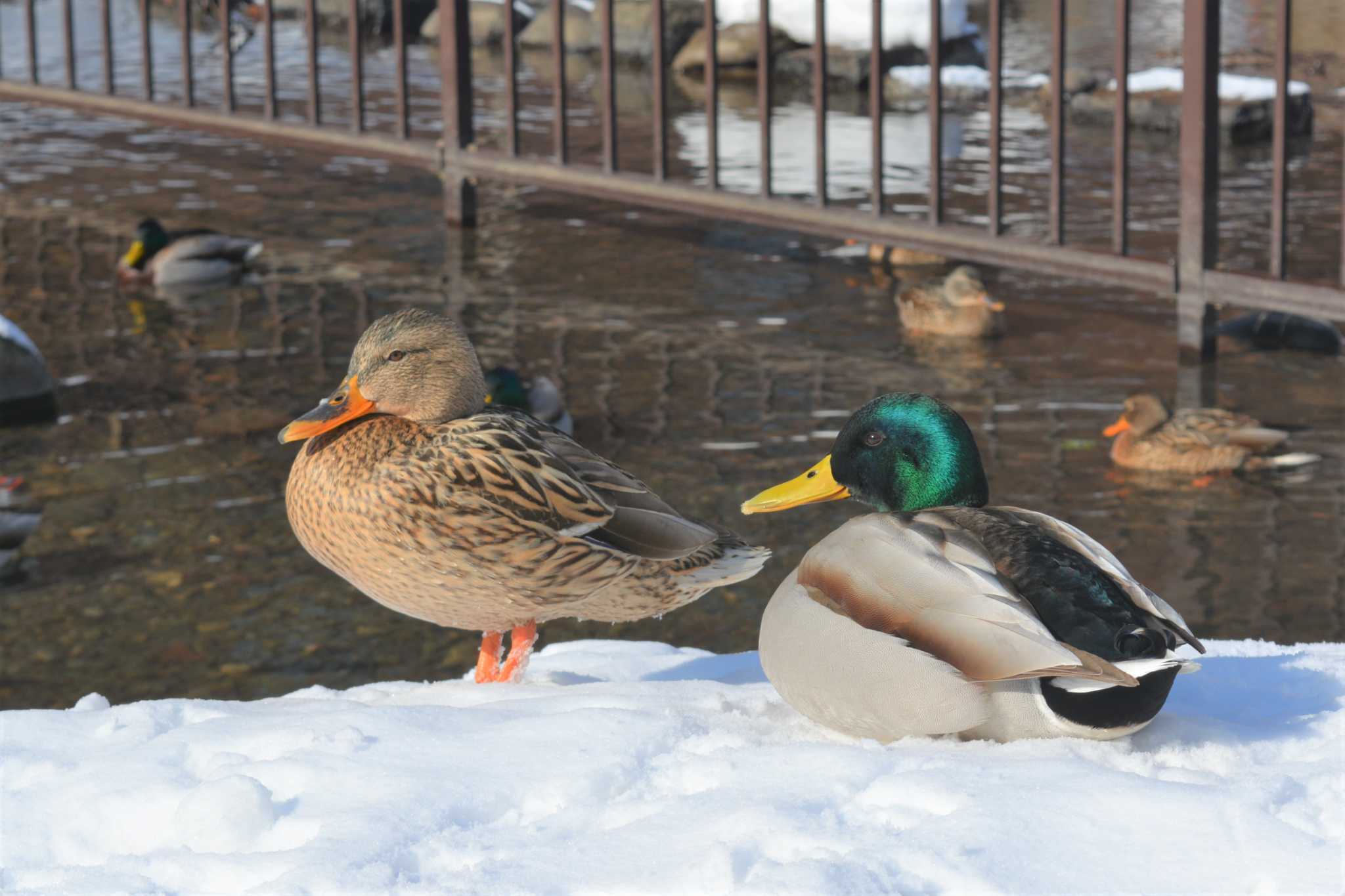 中島公園 マガモの写真